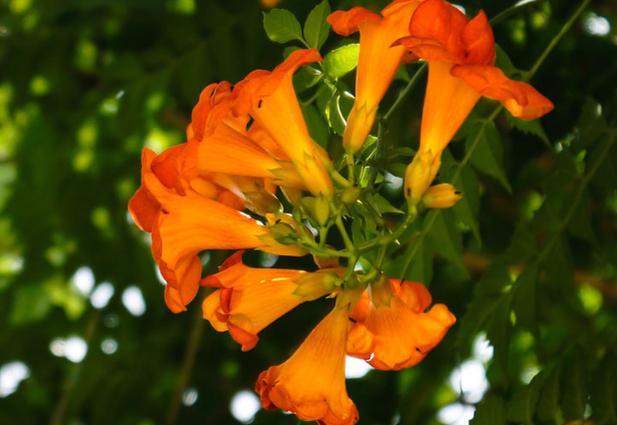 養花技巧：老花匠告訴你，凌霄花安全過冬注意三點！