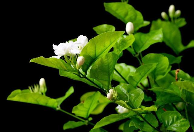 掌握這些茉莉花養殖注意事項，才能培養出健康的茉莉花。