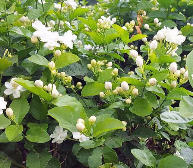 掌握這些茉莉花養殖注意事項，才能培養出健康的茉莉花。