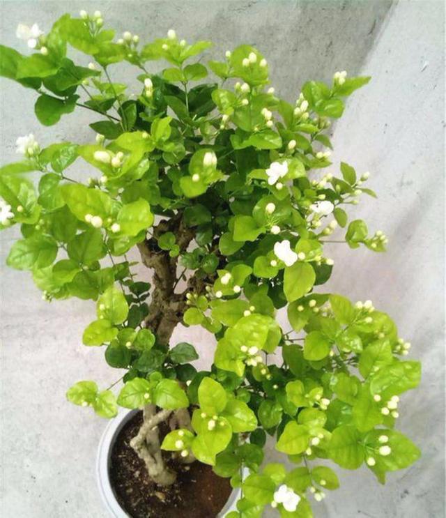 掌握這些茉莉花養殖注意事項，才能培養出健康的茉莉花。