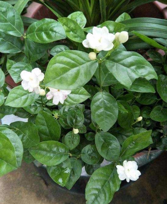 掌握這些茉莉花養殖注意事項，才能培養出健康的茉莉花。