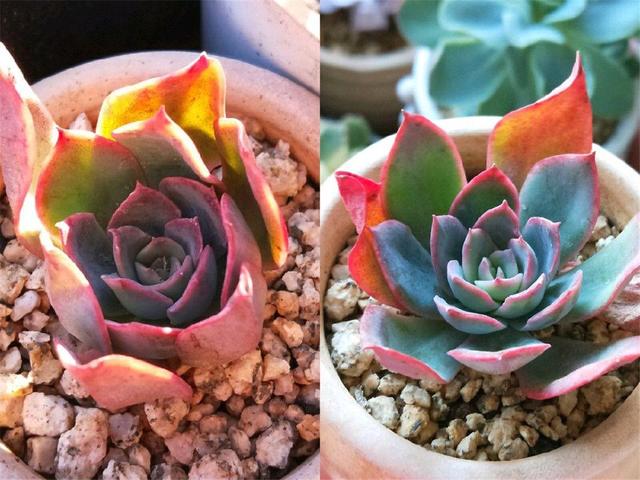 如何才能讓多肉養出狀態，原理先要搞明白！