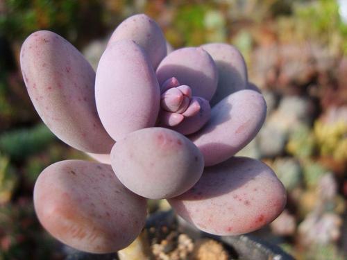 如何才能讓多肉養出狀態，原理先要搞明白！