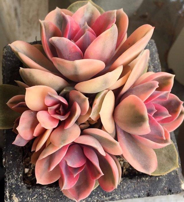 如何才能讓多肉養出狀態，原理先要搞明白！