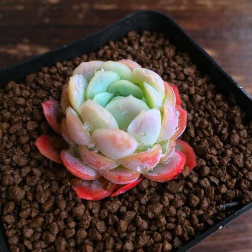 如何才能讓多肉養出狀態，原理先要搞明白！