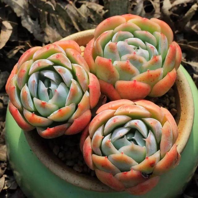 如何才能讓多肉養出狀態，原理先要搞明白！