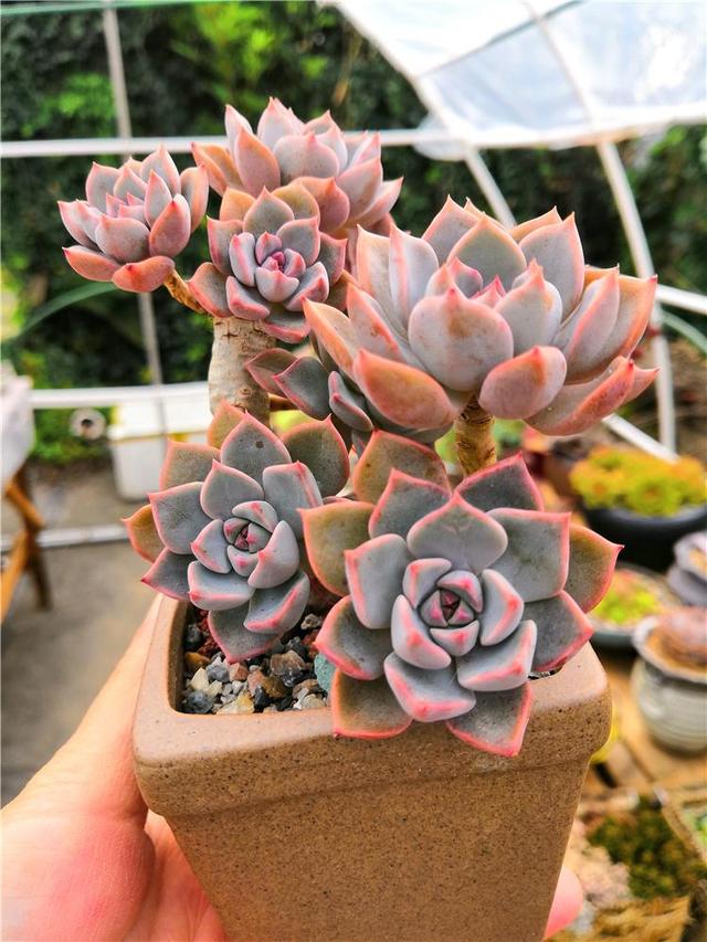 如何才能讓多肉養出狀態，原理先要搞明白！