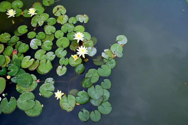 夏早日初長，南風草木香——今日立夏！