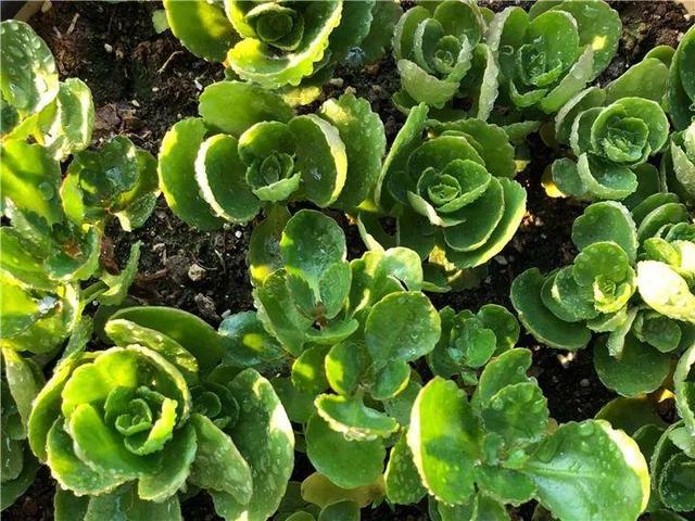 這14種花，水澆勤了，不是黃葉就是掉葉子！