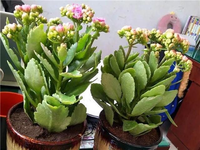 這14種花，水澆勤了，不是黃葉就是掉葉子！