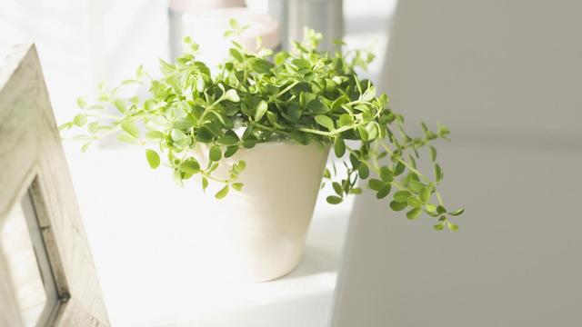 用這些常見的小東西來養花，再也不用擔心根系腐爛！