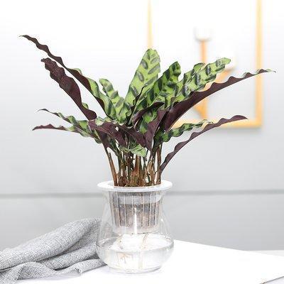 3種“耐陰花”葉子比巴掌大，養在家裡上檔次，簡單好打理太省心