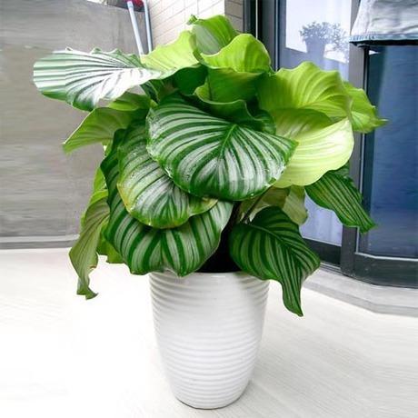 3種“耐陰花”葉子比巴掌大，養在家裡上檔次，簡單好打理太省心