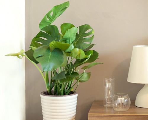 3種“耐陰花”葉子比巴掌大，養在家裡上檔次，簡單好打理太省心