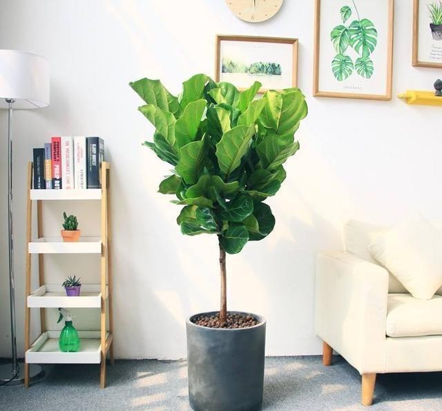 3種“耐陰花”葉子比巴掌大，養在家裡上檔次，簡單好打理太省心