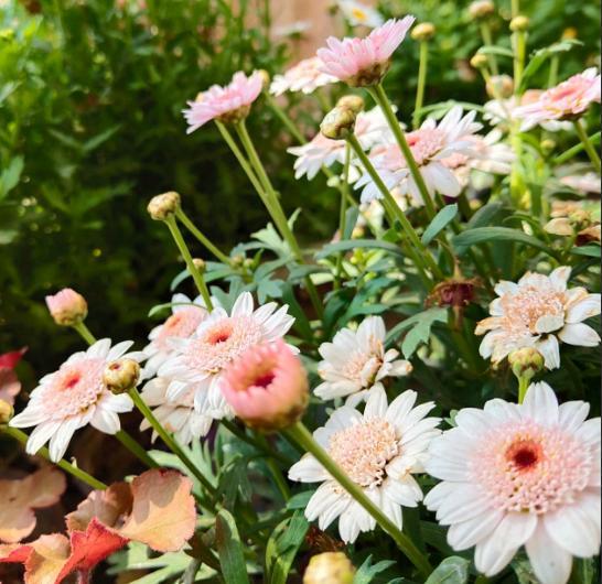 辛苦讓自己扛，幸福給家人享的四個生肖，生活充實又有後福！