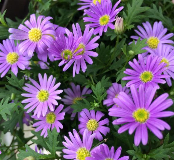 辛苦讓自己扛，幸福給家人享的四個生肖，生活充實又有後福！