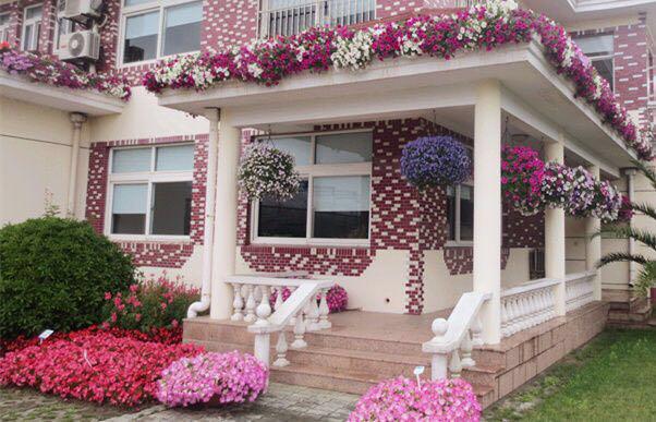 這花聽名字就美得很，掛在家里或室外，任誰看了都羨慕！