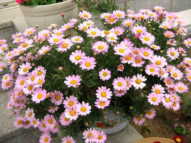 這花聽名字就美得很，掛在家里或室外，任誰看了都羨慕！