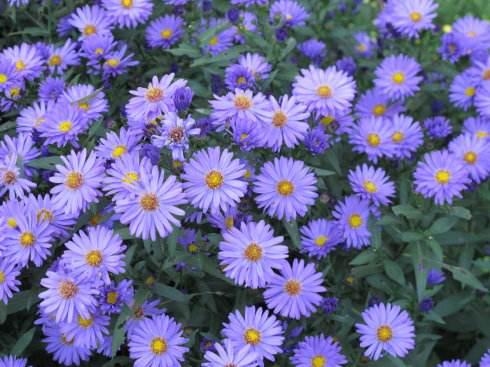 這花聽名字就美得很，掛在家里或室外，任誰看了都羨慕！