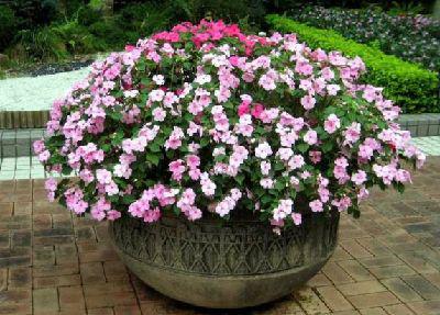 這花聽名字就美得很，掛在家里或室外，任誰看了都羨慕！