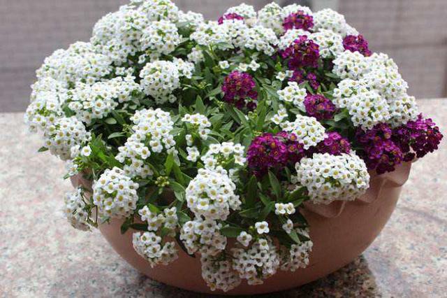 這花聽名字就美得很，掛在家里或室外，任誰看了都羨慕！