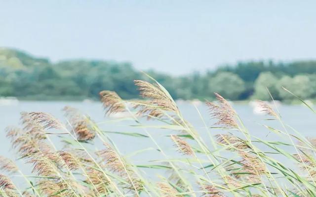 夏天的風（經典美文）