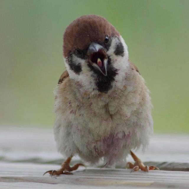 麻雀是一種鳥？ 你可能被騙了！