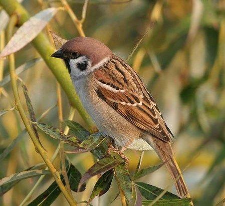 麻雀是一種鳥？ 你可能被騙了！