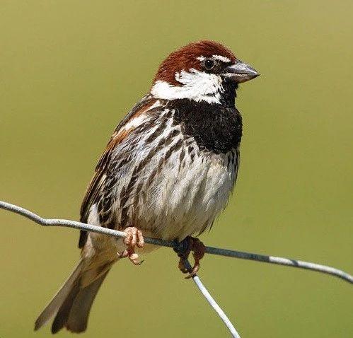 麻雀是一種鳥？ 你可能被騙了！