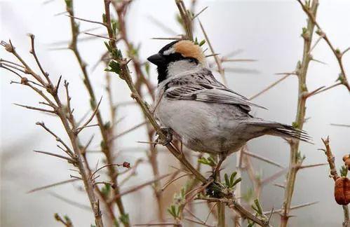 麻雀是一種鳥？ 你可能被騙了！