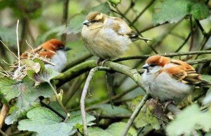 麻雀是一種鳥？ 你可能被騙了！
