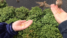 麻雀是一種鳥？ 你可能被騙了！