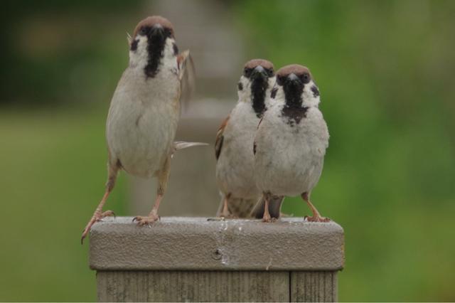 麻雀是一種鳥？ 你可能被騙了！