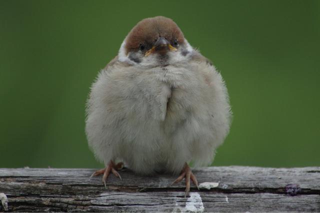 麻雀是一種鳥？ 你可能被騙了！