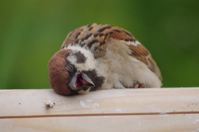 麻雀是一種鳥？ 你可能被騙了！