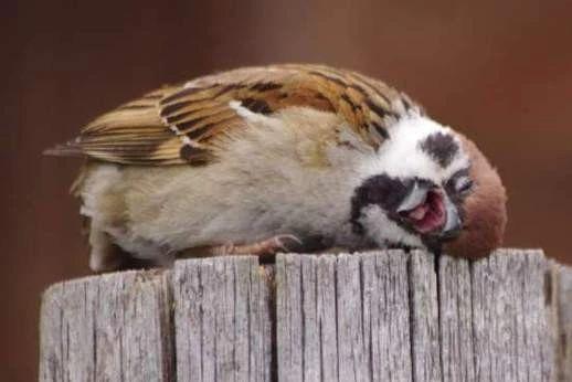 麻雀是一種鳥？ 你可能被騙了！