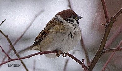 麻雀是一種鳥？ 你可能被騙了！