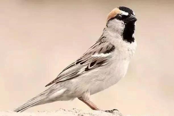 麻雀是一種鳥？ 你可能被騙了！