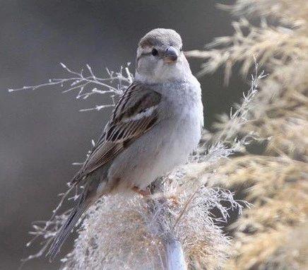 麻雀是一種鳥？ 你可能被騙了！