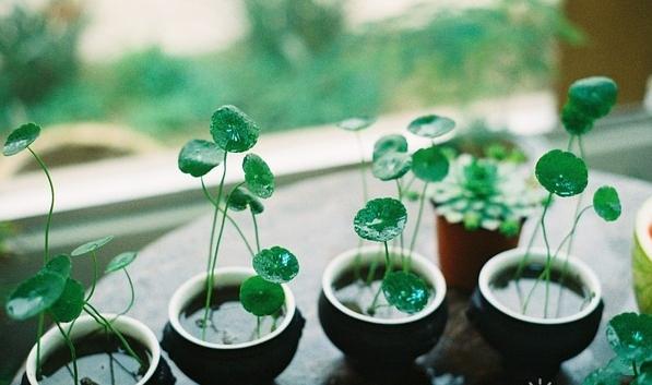 這幾種花“養不好”，趕緊扔水里，7天冒白根，一天一個樣兒