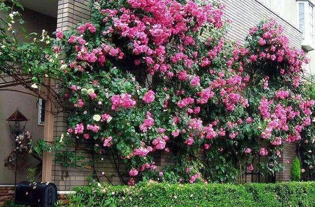 50座月季花牆，誰看了都不想走，讓你過足眼癮！