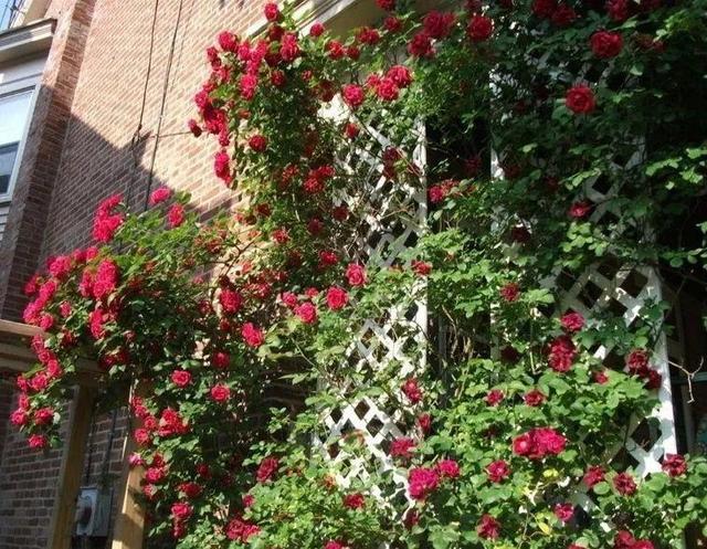 50座月季花牆，誰看了都不想走，讓你過足眼癮！