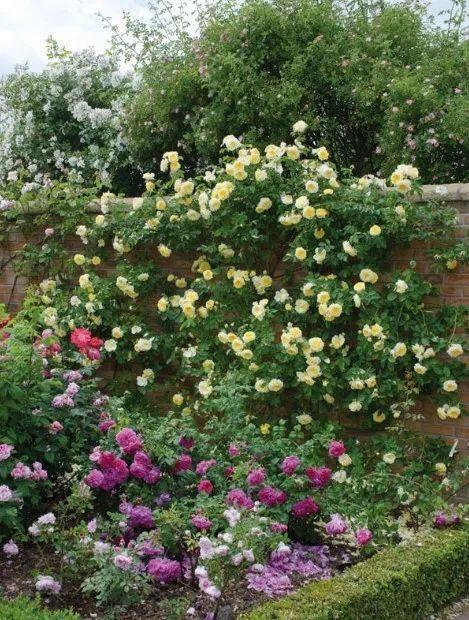 50座月季花牆，誰看了都不想走，讓你過足眼癮！