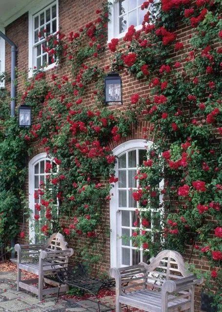 50座月季花牆，誰看了都不想走，讓你過足眼癮！