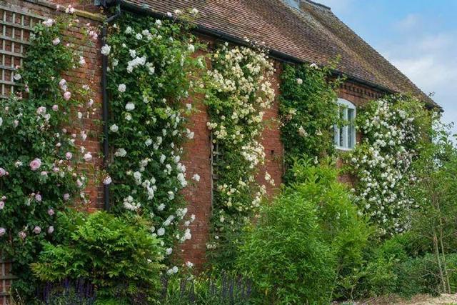 50座月季花牆，誰看了都不想走，讓你過足眼癮！