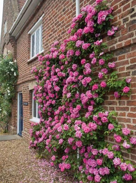 50座月季花牆，誰看了都不想走，讓你過足眼癮！