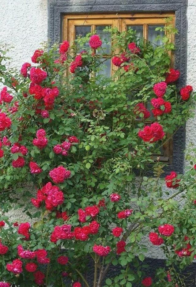 50座月季花牆，誰看了都不想走，讓你過足眼癮！