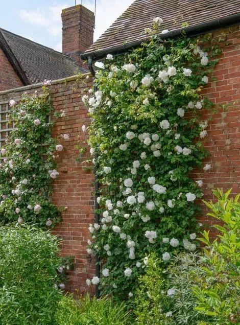 50座月季花牆，誰看了都不想走，讓你過足眼癮！