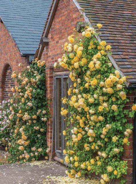 50座月季花牆，誰看了都不想走，讓你過足眼癮！